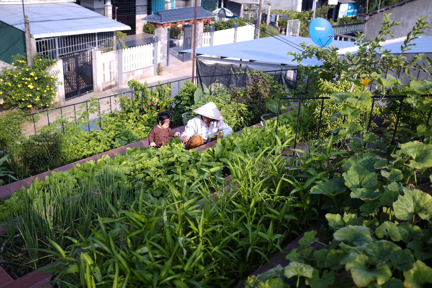 hình ảnh trồng rau trên sân thượng